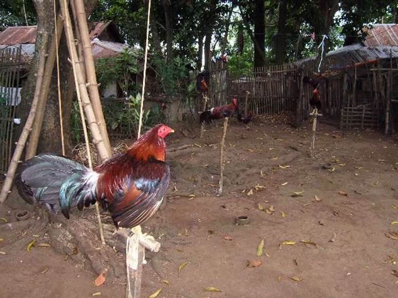 Fighting Cock Philippines 2007